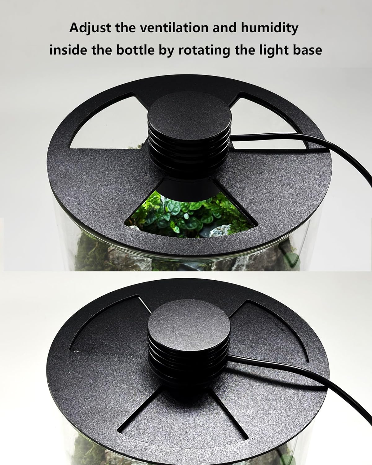 Terrarium en verre d'intérieur - Office Lighting Decor avis et prix